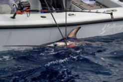 Daiwa Tanacom 1200 Power Assist Electric Reel -Daiwa daiwa tanacom 1200 power assist electric reel 74289.1666632311